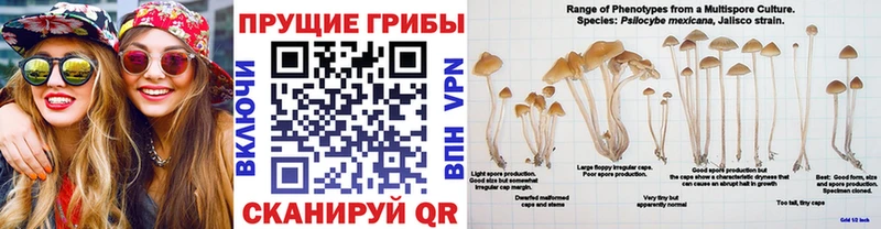 наркота  Рязань  Галлюциногенные грибы ЛСД 